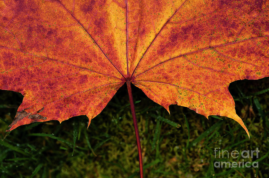 Maple Leaf Close-Up In Late Autumn #1 Photograph by Jim Corwin