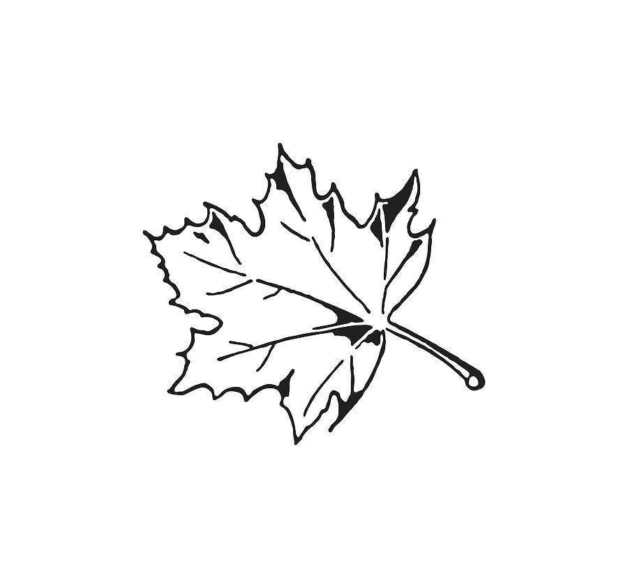 maple leaf line drawing