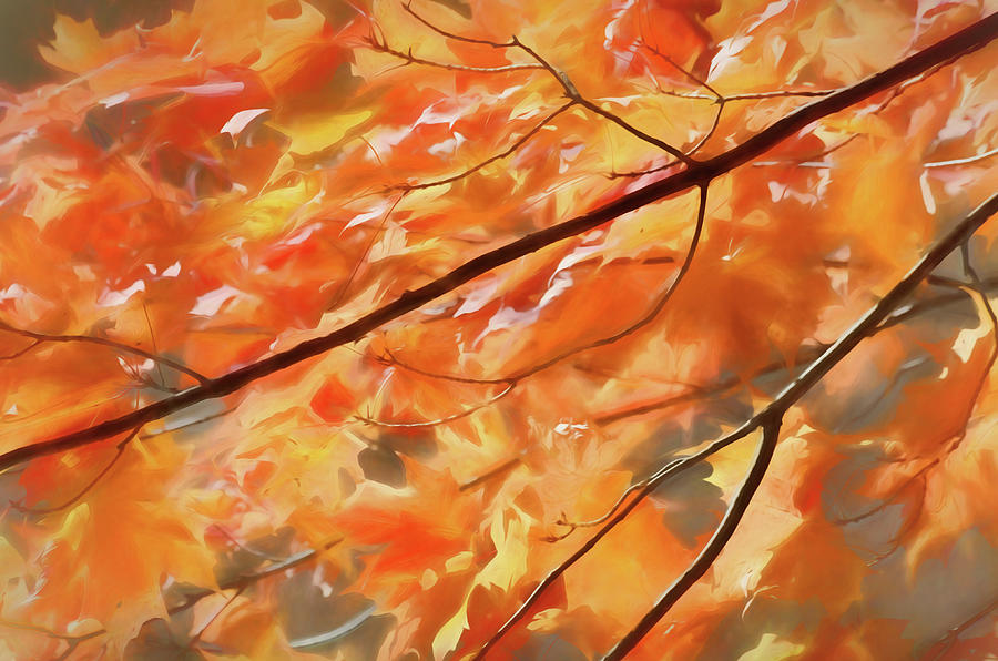 Maple Leaves on Fire #1 Photograph by Rob Huntley