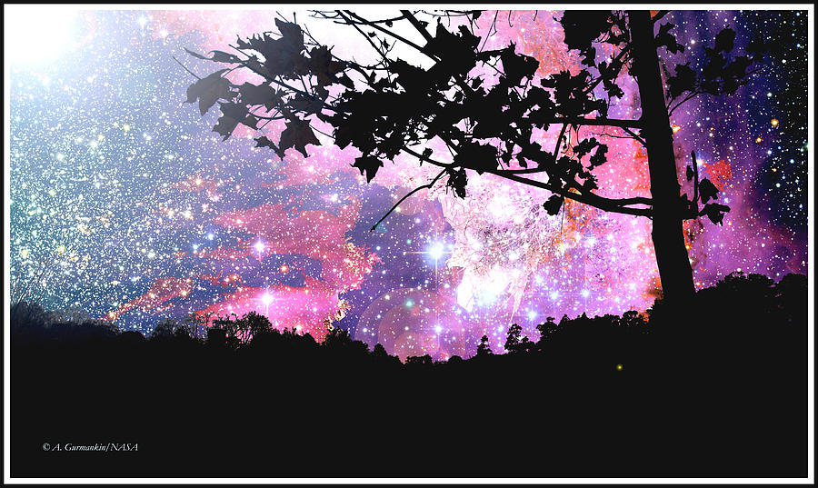 Maple Tree Silhouette, Starry Night #1 Digital Art by A Macarthur Gurmankin