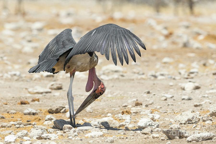 One Photograph - Marabou Stork by Dr P. Marazzi/science Photo Library One Photograph - Marabou Stork by Dr P. Marazzi/science Photo Library