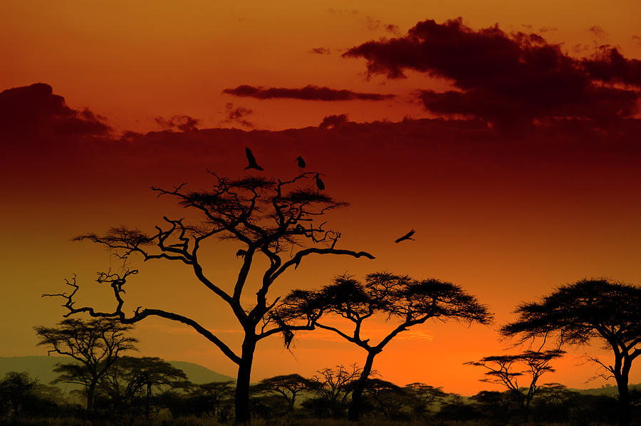 Marabou Storks Landing On A Tree At #1 Photograph by Guenterguni