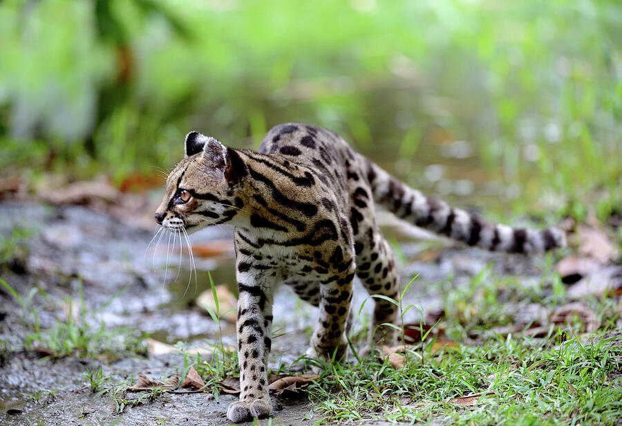 Margay In Wetland, French Guiana #1 Photograph by Daniel Heuclin / Naturepl.com Margay In Wetland, French Guiana #1 Photograph by Daniel Heuclin / Naturepl.com