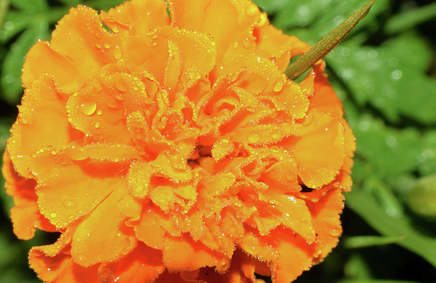 Marigold #1 Photograph by Larah McElroy