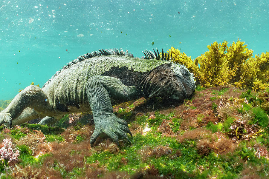 Marine Iguana Grazing On Algae #1 Photograph by Tui De Roy
