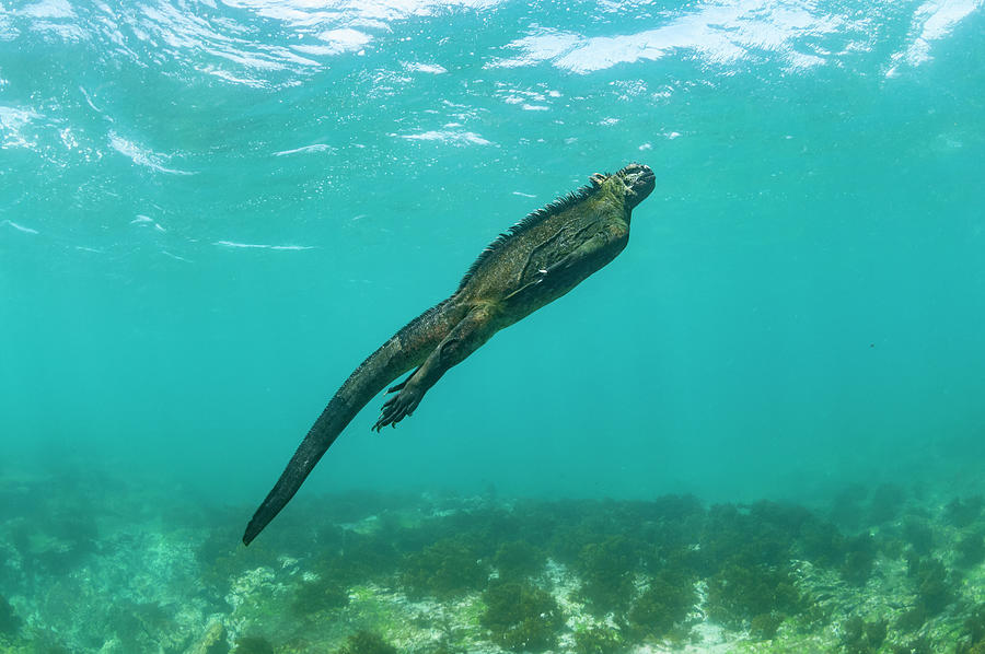 Marine Iguana Swimming #1 Photograph by Tui De Roy