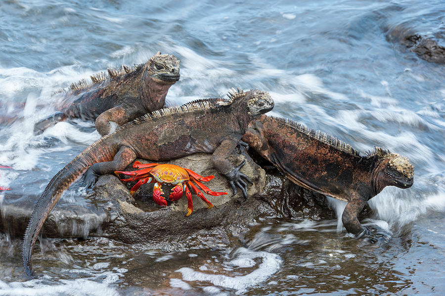 Marine Iguanas And Sally Lightfoot Crab #1 Photograph by Tui De Roy