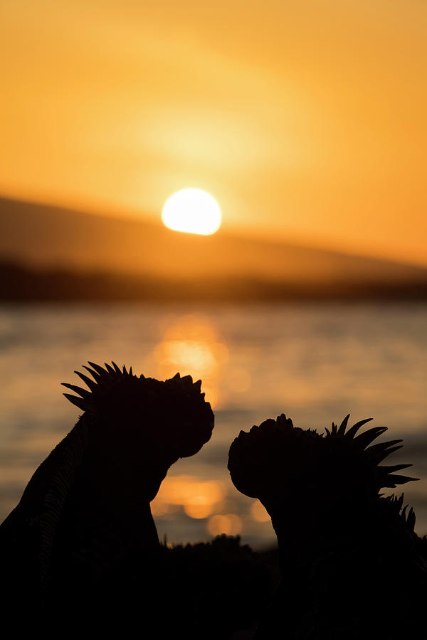 Marine Iguanas At Sunset #1 Photograph by Tui De Roy
