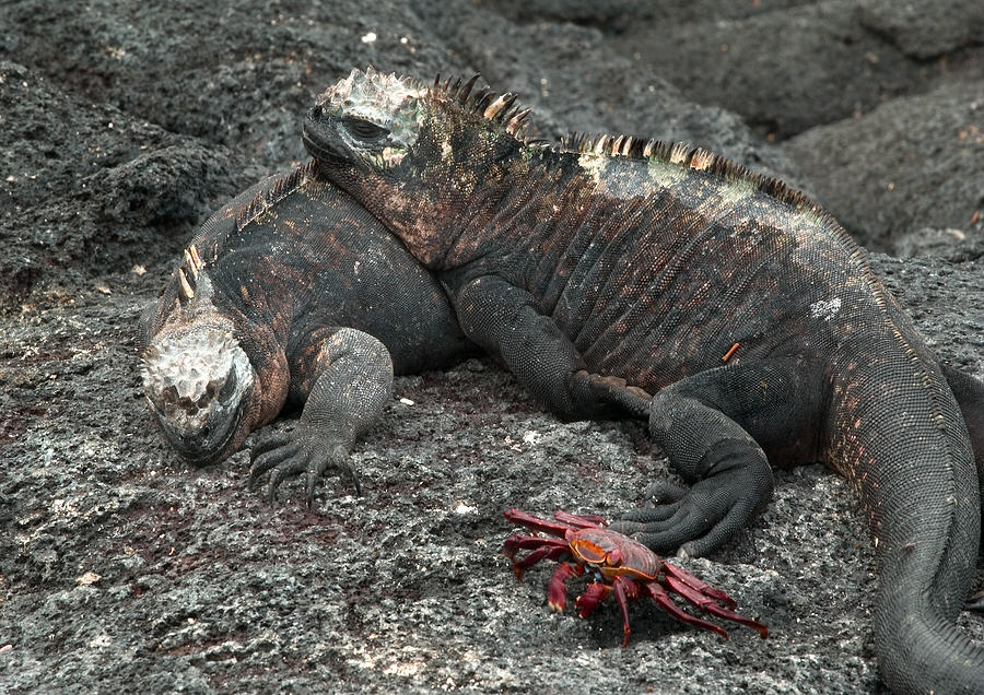 Marine Iguanas #1 Photograph by Michael Lustbader