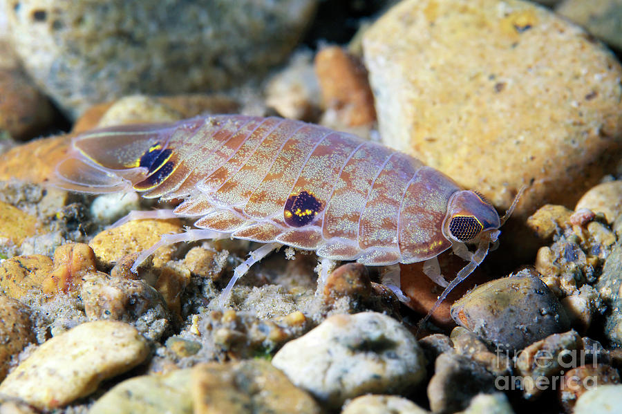 Nature Photograph - Marine Isopod #1 by Alexander Semenov/science Photo Library