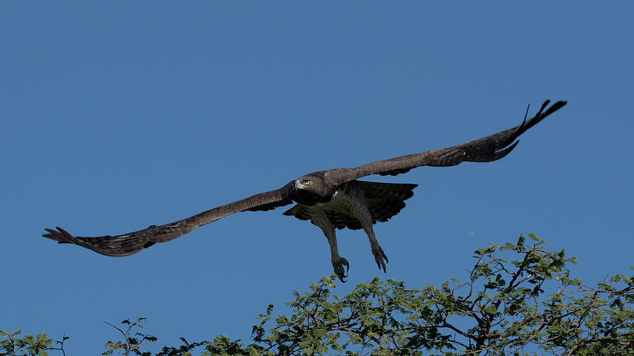 Martial Eagle #1 Photograph by Patrick Nowotny