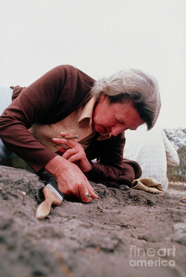Portrait Photograph - Mary Leakey On Site At Laetoli #1 by John Reader/science Photo Library