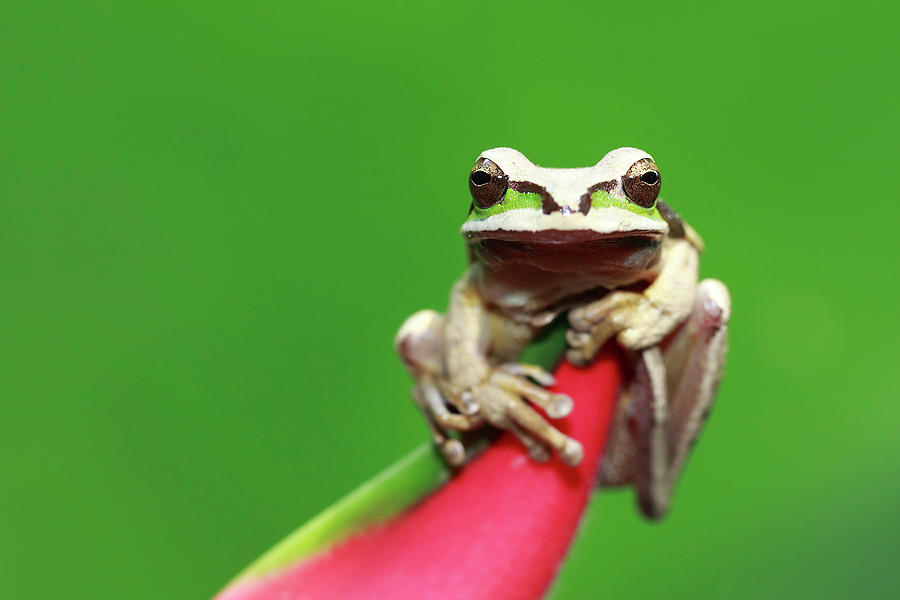 Masked Tree Frog #1 Photograph by Mlorenzphotography