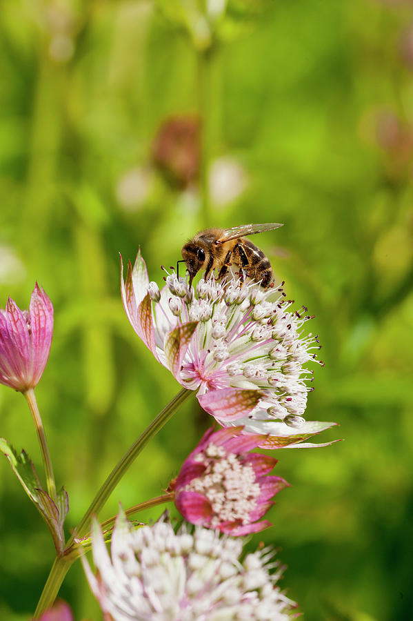 Masterworts astrantia, Flower Portrait With Bee In Meadow #1 Photograph by William Reavell