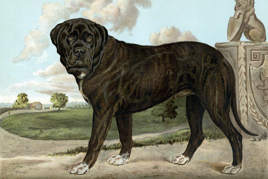 Dog Painting - Mastiff #1 by Vero Shaw
