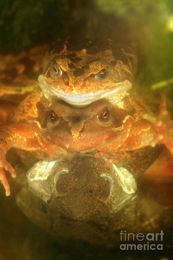 Common Frogs - Fine Art Wildlife Photograph saving