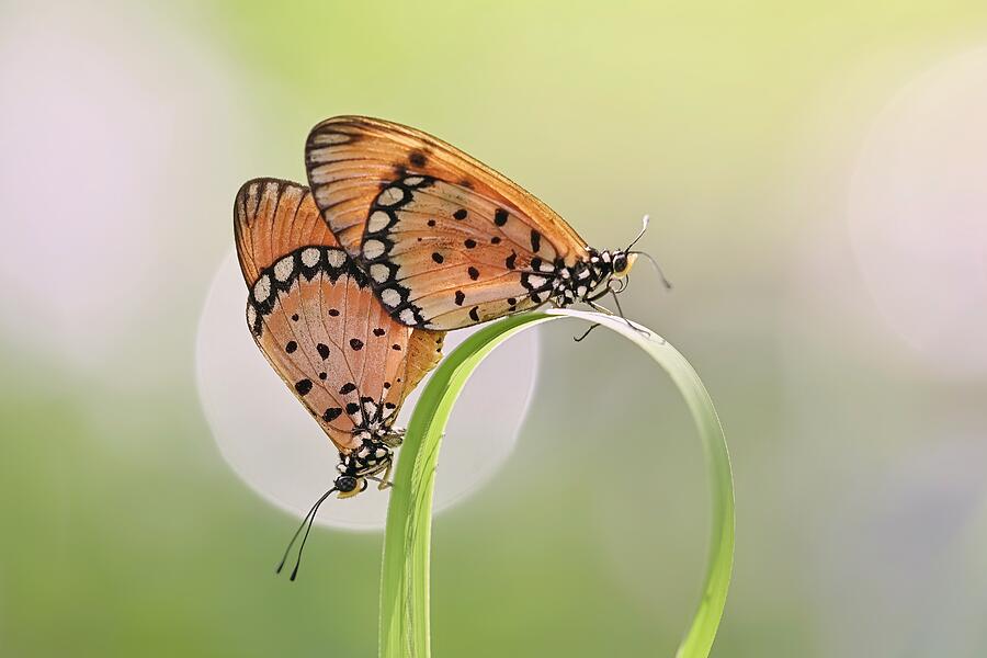 Mating Moment Of Butterfly #1 Photograph by Wahyu Winda
