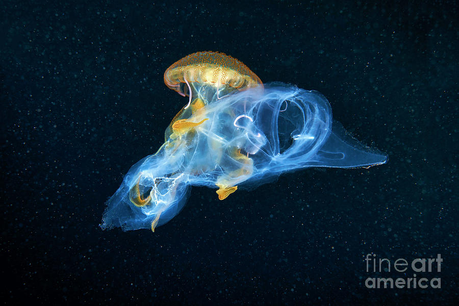 Nature Photograph - Mauve Stinger Jellyfish Feeding On A Salp #1 by Alexander Semenov/science Photo Library