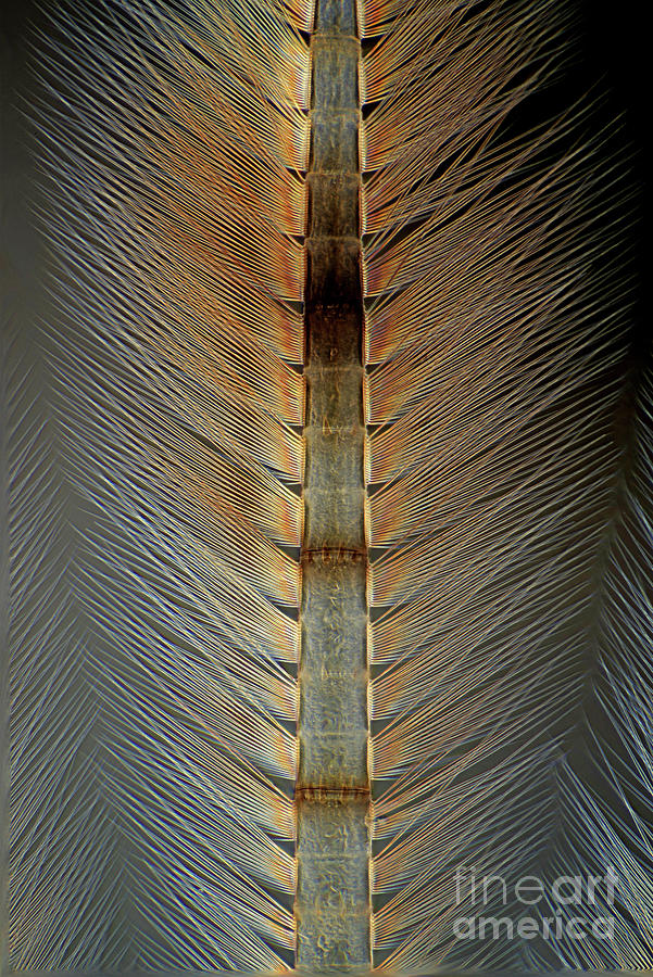 Mayfly Larva Caudal Filament #1 Photograph by Marek Mis/science Photo Library
