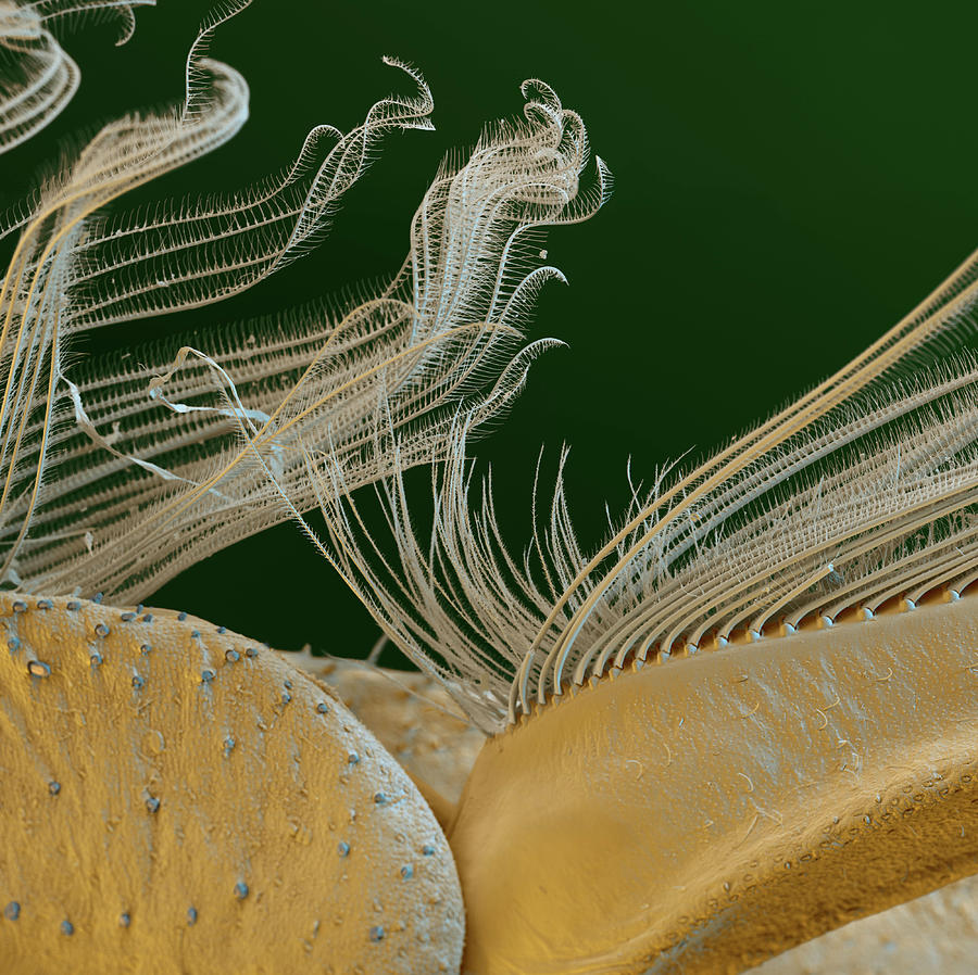 Mayfly Larva Foreleg, Sem #1 Photograph by Eye Of Science