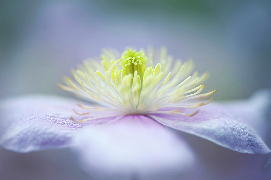 Flower Photograph - Mayleen #1 by Jacky Parker