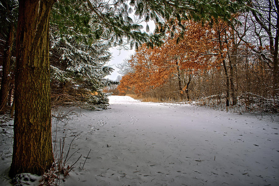 Park Photograph - Maynes Winter 2 2 by Bonfire Photography Park Photograph - Maynes Winter 2 2 by Bonfire Photography