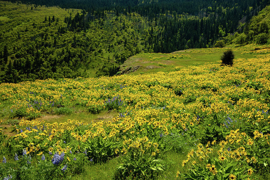 Spring Photograph - Meadow of Wildflowers #2 by Aashish Vaidya