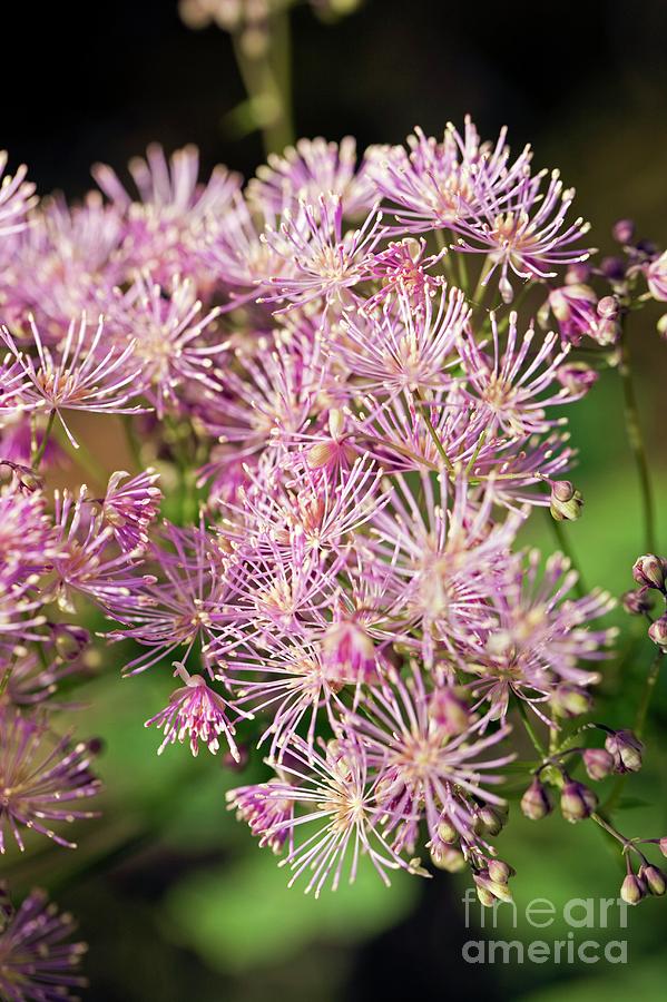 Meadow Rue (thalictrum Aquilegiifolium) #1 Photograph by Dr Keith Wheeler/science Photo Library
