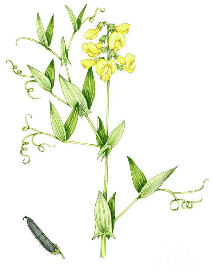 Meadow Vetchling (lathyrus Pratensis) #1 Photograph by Lizzie Harper/science Photo Library