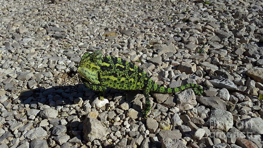 Mediterranean Chameleon #1 Photograph by Science Photo Library Mediterranean Chameleon #1 Photograph by Science Photo Library
