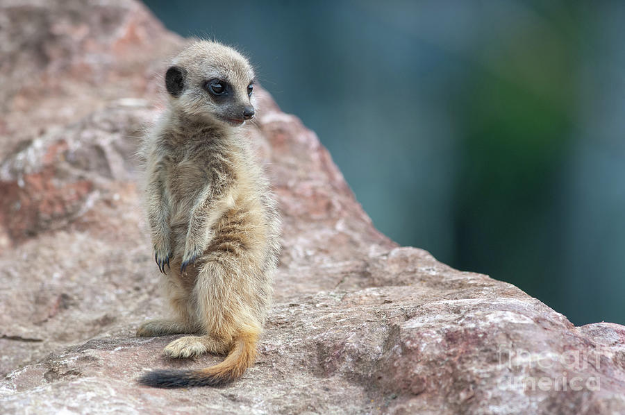 Nature Photograph - Meerkat #1 by Andy Davies/science Photo Library