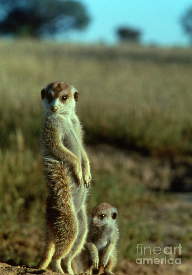 Animal Photograph - Meerkats #1 by Peter Chadwick/science Photo Library