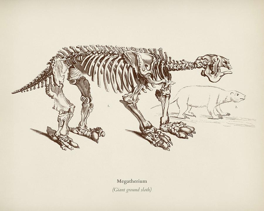 Prehistoric Painting - Megatherium illustrated by Charles Dessalines D  Orbigny  1806 1876  #1 by Celestial Images