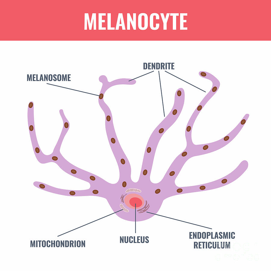 Melanocyte #1 Photograph by Art4stock/science Photo Library Melanocyte #1 Photograph by Art4stock/science Photo Library