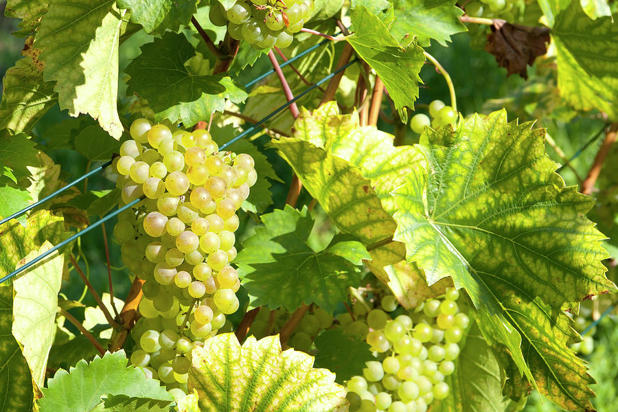 Mellow Grapes In A Vineyard #1 Photograph by Typo-graphics
