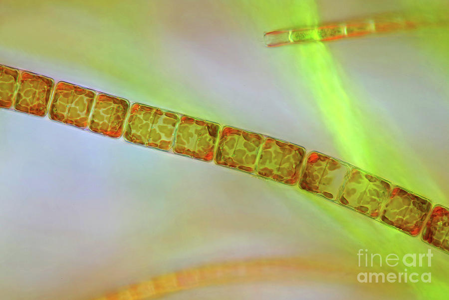 Melosira Diatoms Photograph by Marek Mis/science Photo Library - Pixels