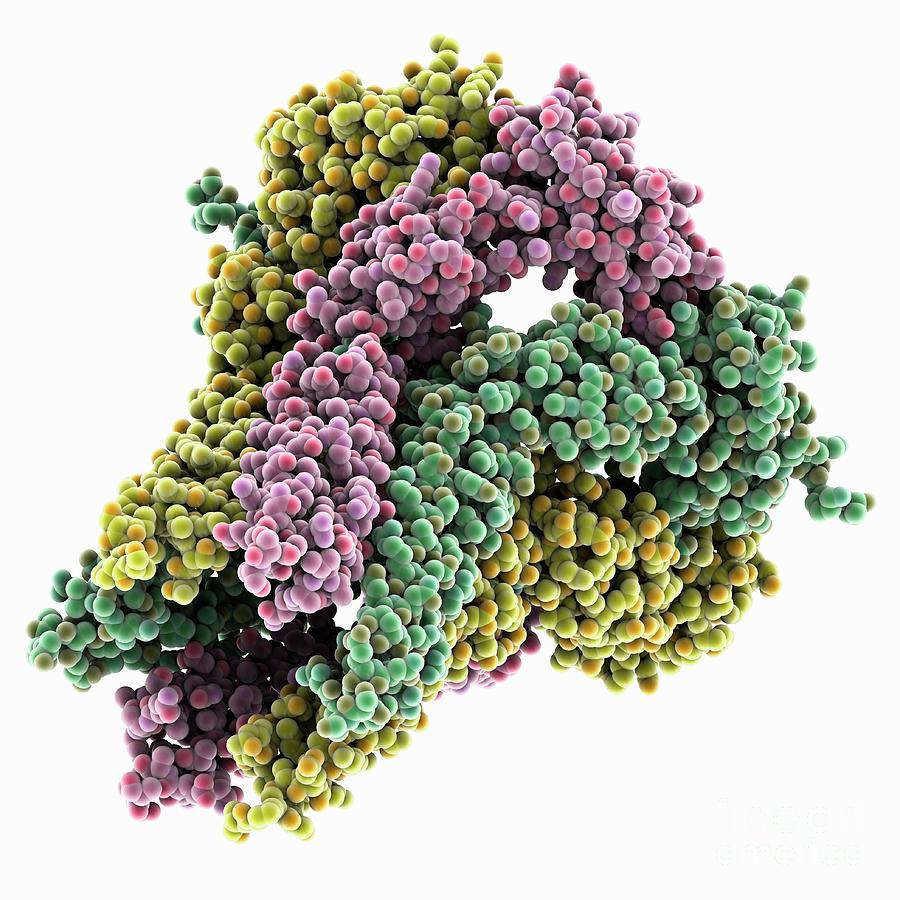 Membrane Fusion Protein Spr0693 #1 Photograph by Laguna Design/science Photo Library