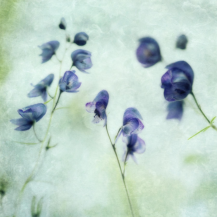 Memories Of Spring Photograph By Priska Wettstein - Fine Art America