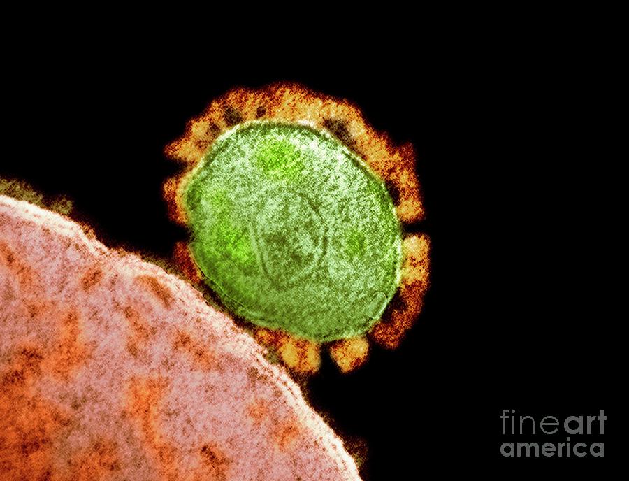 Mers Coronavirus #1 Photograph by Niaid/national Institutes Of Health/science Photo Library