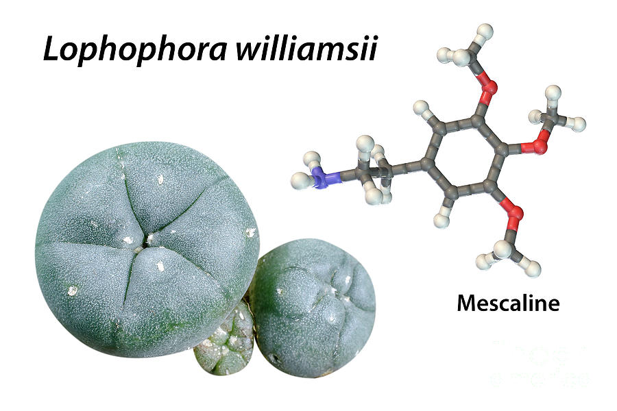 Mescaline Molecule And Peyote Cactus Photograph by Kateryna Kon/science ...