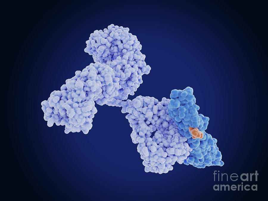Mesothelin Protein Bound To Antibody #1 Photograph by Juan Gaertner/science Photo Library