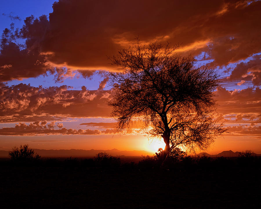 Mesquite Sunset #2 Photograph by American Landscapes
