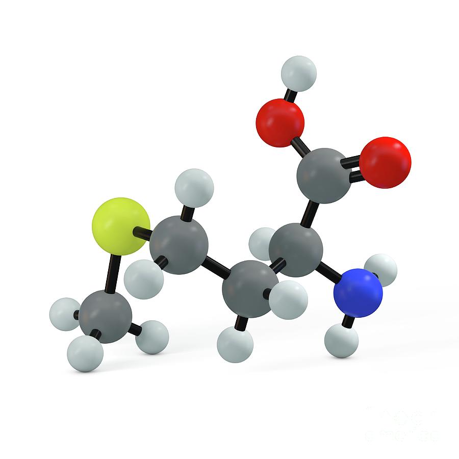 Methionine Molecule Photograph by Adam Brackenbury/science Photo ...