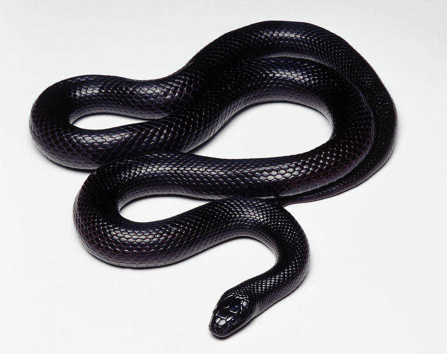 Mexican Black Kingsnake (lampropeltis Getula Nigrita), Studio Shot
