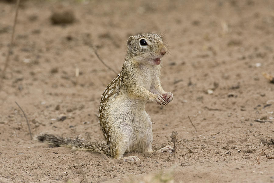 Mexican Ground Squirrel Photograph by James Zipp - Fine Art America