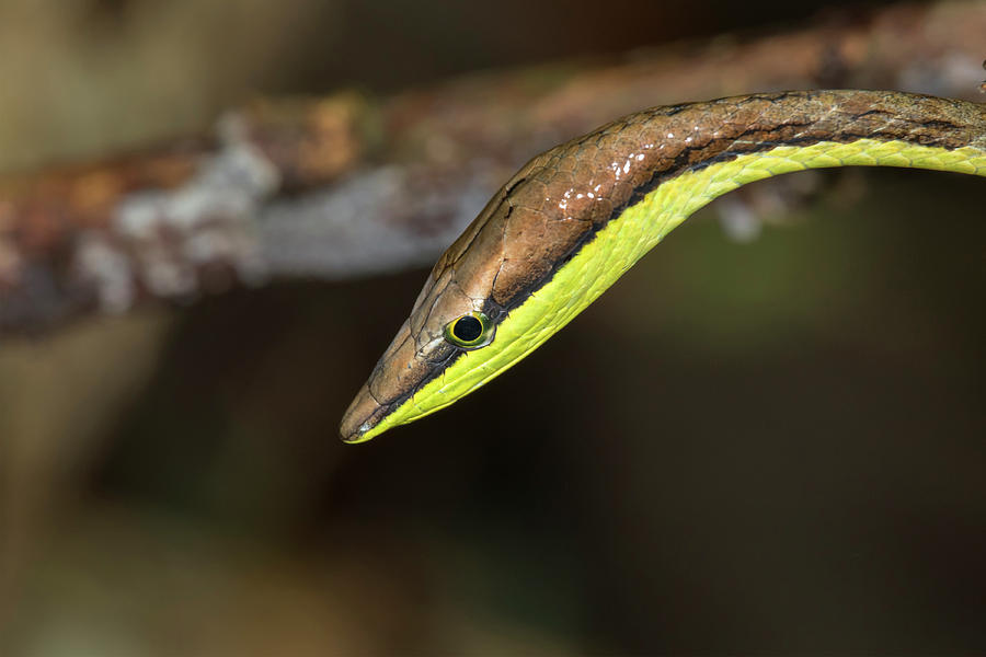 Mexican Vine Snake Close-up Photograph By Ivan Kuzmin - Fine Art America