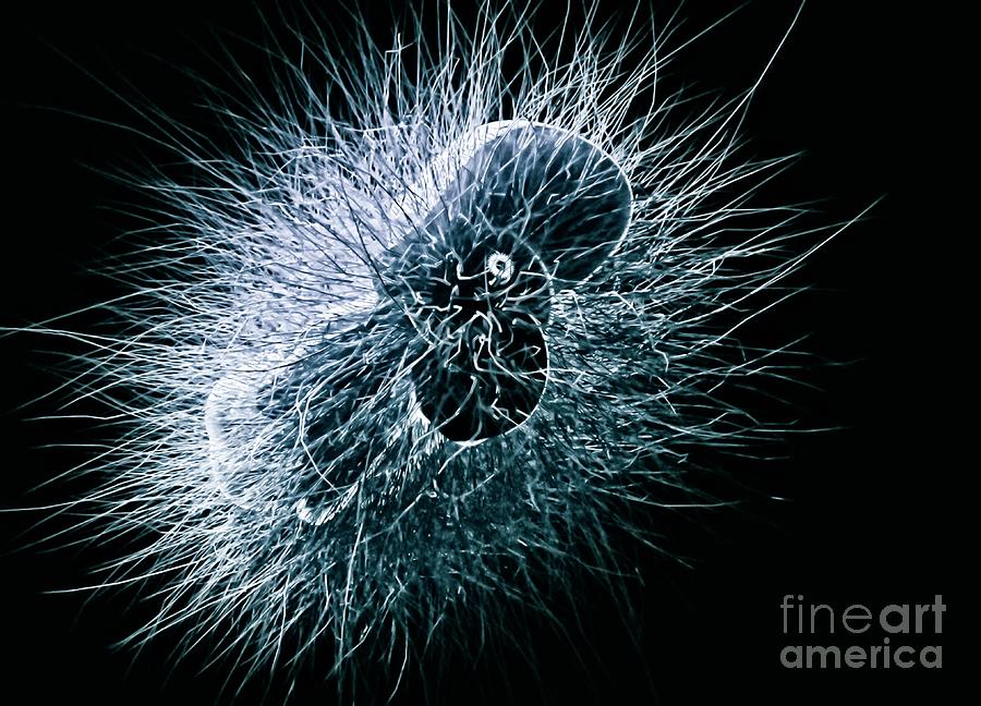 Bacteria Photograph - Microbe #1 by Giroscience/science Photo Library