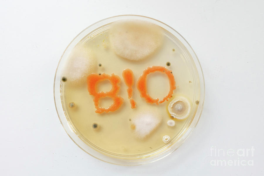Nobody Photograph - Microbiology 1 by Wladimir Bulgar/science Photo Library Nobody Photograph - Microbiology 1 by Wladimir Bulgar/science Photo Library