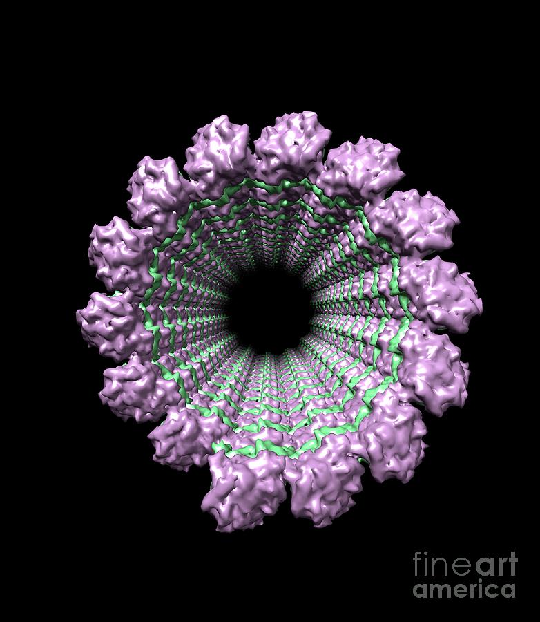 Microtubule #1 Photograph by Dr. Victor Padilla-sanchez, Phd / Washington Metropolitan University/science Photo Library