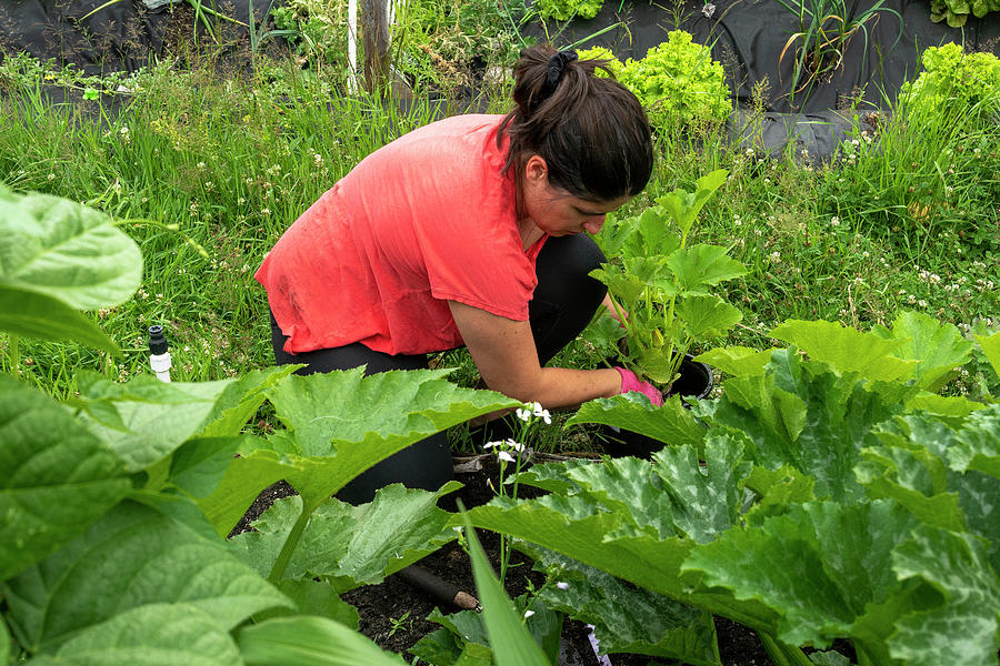 Spring Photograph - Mid Length View Of A Women Working In Her Backyard Vegetable Garden. #1 by Cavan Images